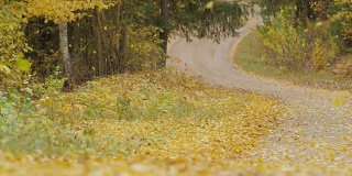 树叶飘落在路上的慢镜头