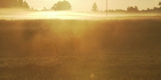 日出时在雾蒙蒙的牧场上吃草的马