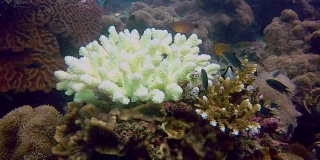 水下指珊瑚(柱头珊瑚雌蕊)遭受珊瑚白化