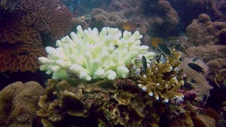 水下指珊瑚(柱头珊瑚雌蕊)遭受珊瑚白化视频素材模板下载