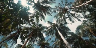 天空下的椰子树