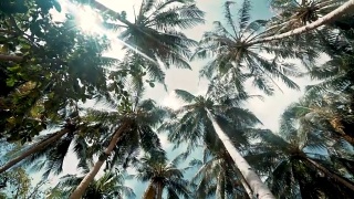 天空下的椰子树视频素材模板下载