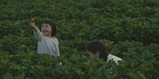 有趣的女儿在农场摘草莓