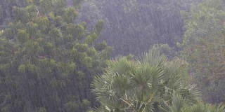 热带暴雨在丛林背景下的绿色森林与一棵棕榈树
