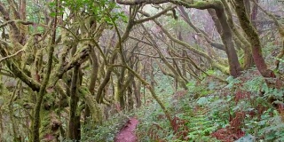 Laurisilva /“Monteverde”雾森林位于西班牙La Gomera的Garajonay国家公园