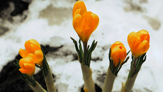 藏红花从雪中盛开的时间间隔