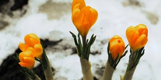 藏红花从雪中盛开的时间间隔