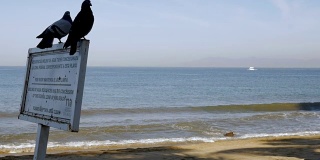 两只鸽子坐在海边的一个标志上，一艘船靠近了