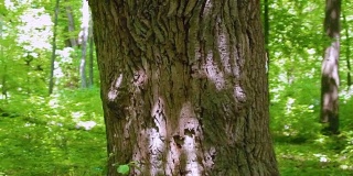 女孩在森林里拥抱大树，热爱大自然。斯坦尼康镜头拍摄，摄像机绕着树飞