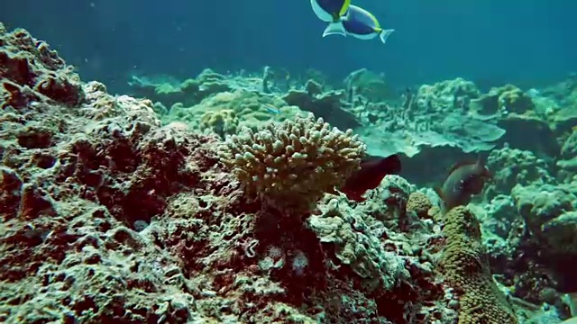漂白珊瑚礁上的水下指珊瑚(柱头珊瑚雌蕊)