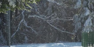 冰冻的雪从冰冻的树上飘落