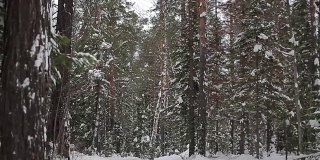 冬季森林。针叶林。西伯利亚。树