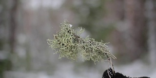 在冬天的森林里干苔藓在手中