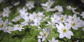 视频，画的少量。森林林间空地与白色的雪花莲在早春