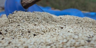干燥咖啡籽的慢动作
