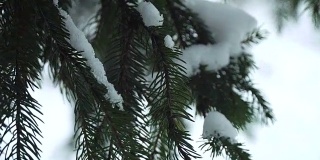 冷杉树枝上覆盖着雪
