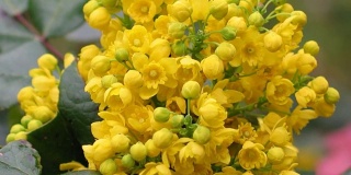 细部黄花木槿灌木-木槿奎叶。近距离拍摄花期，尖利、缩放、缓慢流动的花序