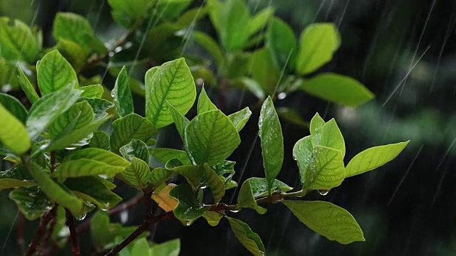 近枝翠绿鲜叶下热带雨水落在花园里，分辨率4K Dci