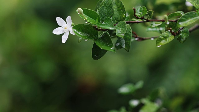 在清晨雨后的花园中，贴近新鲜的绿叶枝带着白色的一朵花，清新的雨后时间概念，4K Dci分辨率