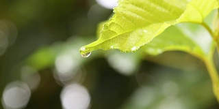 水雨滴与新鲜的绿叶为自然背景的近距离露珠从树叶上落下，4K Dci分辨率