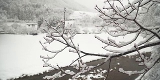 白川村的Shogawa河谷附近被雪覆盖的树枝