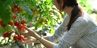 在温室里收获西红柿的妇女