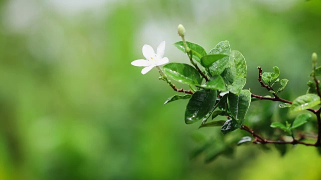 在清晨雨后的花园中，贴近新鲜的绿叶枝带着白色的一朵花，清新的雨后时间概念，4K Dci分辨率