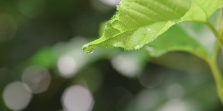 水雨滴与新鲜的绿叶为自然背景的近距离露珠从树叶上落下，4K Dci分辨率