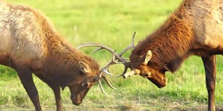 两只雄性麋鹿对打测试大型野生动物