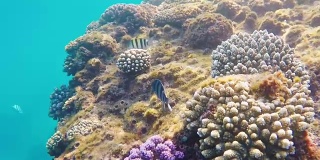 游过红海的珊瑚礁