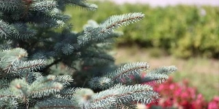皮草树或松树的绿色多刺的树枝。夏天在花园里有一棵美丽的绿色的毛树。圣诞树。植物