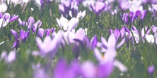 森林里春花盛开的空地。番红花和雪花莲