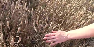 日落时分，姑娘在田里抚摸成熟的小麦