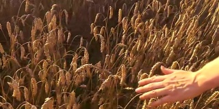 日落时分，姑娘在田里抚摸成熟的小麦