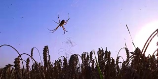 日落时分，麦田里的蜘蛛在织网