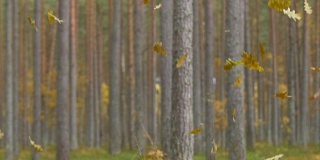 森林里树叶飘落的慢镜头