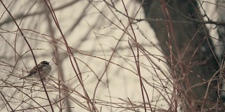 冬天，一群麻雀坐在树枝上
