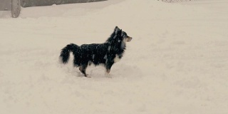 一只流浪的黑狗在冬天独自在街上寻找食物