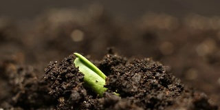 种植绿豆植物。长时间生长，特写自然拍摄。