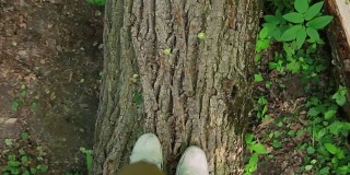 女人的腿在森林里的木头上行走。的观点