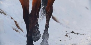 马术运动——马在雪地上奔驰的蹄子