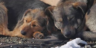 冻僵的流浪狗躺在地上。一群被遗弃的冻僵流浪狗互相取暖。无家可归的户外动物问题