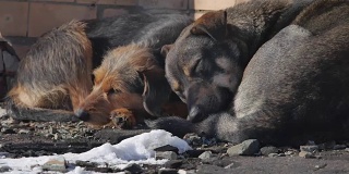 冻僵的流浪狗躺在地上。一群被遗弃的冻僵流浪狗互相取暖。流浪动物在户外的问题