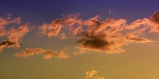 日落的天空有云和鸟