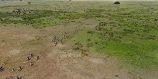 鸟瞰奔跑的角马群迁徙通过坦桑尼亚，非洲的大草原。
