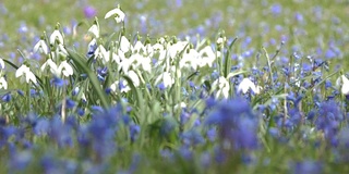 森林里春花盛开的空地。番红花和雪花莲