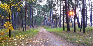 路穿过美丽的秋林。