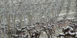 白雪覆盖的葡萄园波尔多葡萄园，兰戈兰，法国