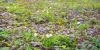 春林里最美的第一朵花，就是雪花莲