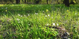 白色和黄色的花在春天的森林，雪花莲